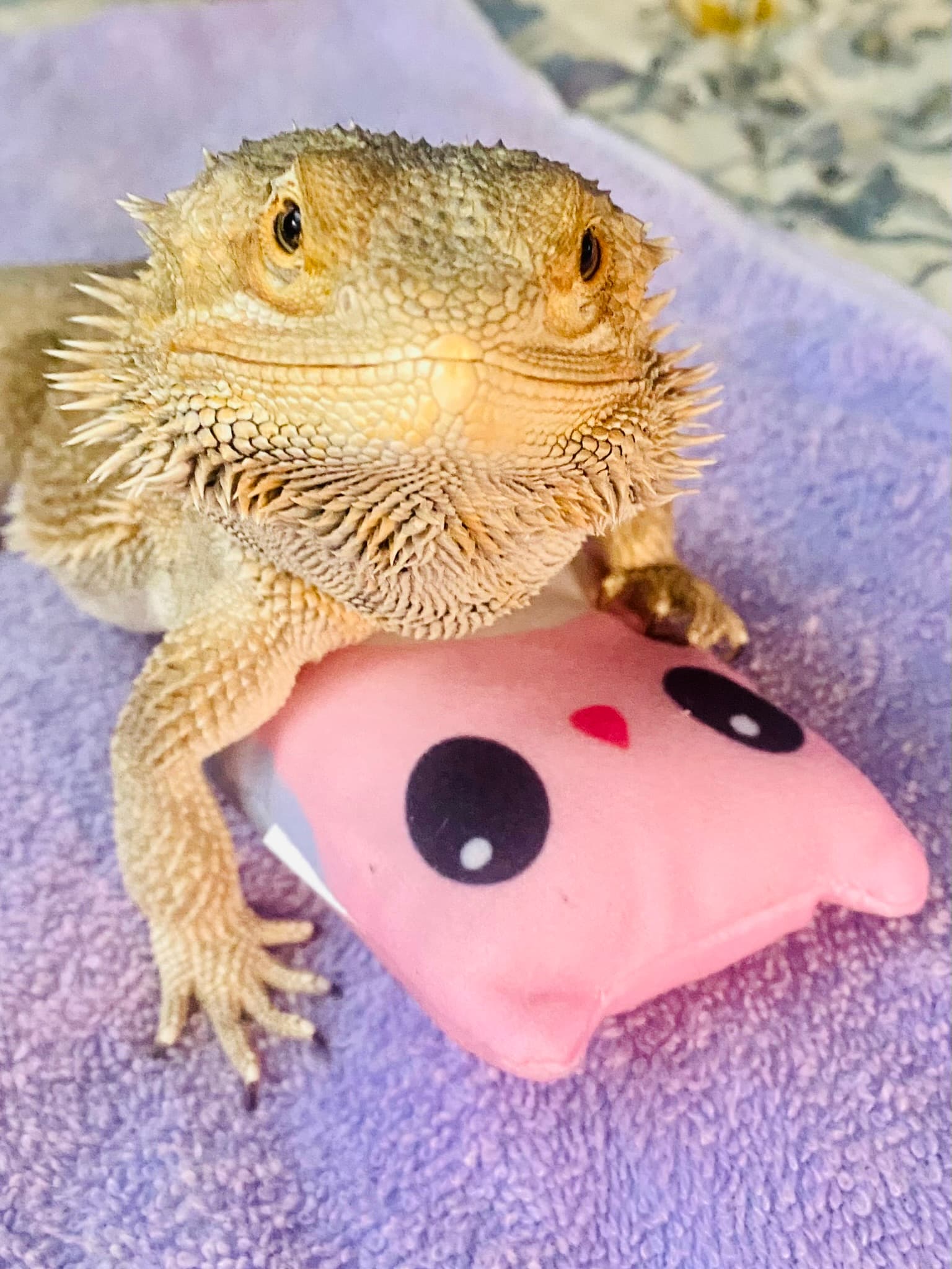 Pancake the Bearded Dragon